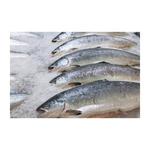 Pescado de salmón congelado entero/filete de salmón/cabeza de salmón a la venta - Product Image 5