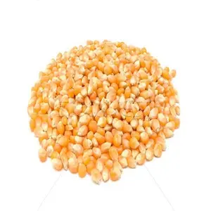 PERFECTLY DRIED YELLOW CORN / YELLOW CORN FOR POULTRY FEED
