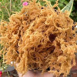 Musgo Marino Seco Natural de Vietnam, Eucheuma Cottonii Cruda, Alga Irlandesa Dorada Spinosum, Silvestre, Paquete a Granel, Marca Personalizada Disponible - Product Image 3