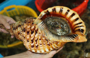 Vente en gros usine directe de haute qualité coquillage naturel trompette coquillages et escargot conque coquilles pour la décoration - Product Image 6