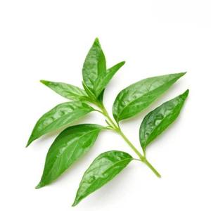 Extrait d'écorce d'Andrographis Paniculata |   Ingrédient de soutien immunitaire à base de plantes sauvages thaïlandaises |   Fournisseur en gros et fabricant OEM - Product Image 3