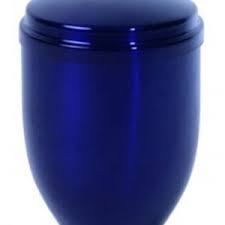 เออร์น Cinerarie - Product Image 5