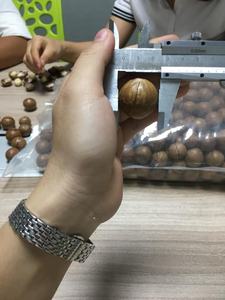 Produit populaire Noix de macadamia concassées séchées croustillantes délicieuses des fournisseurs du Vietnam/Noix de macadamia en vrac avec une offre compétitive - Product Image 3