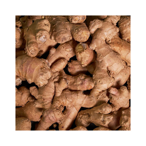 Fresh ginger root available for global distribution at cost effective wholesale prices - Product Image 1