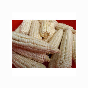 Maïs blanc séché biologique/maïs sans OGM sucré et frais pour la consommation humaine et l'alimentation animale maïs jaune - Product Image 3