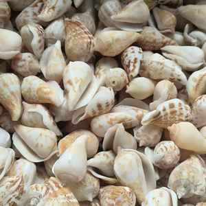 Venta al por mayor de conchas marinas pulidas de Vietnam, conchas de cauri de Tigre, estilo animal, color natural para decoración de muebles - Product Image 4