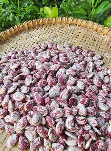 Fournisseur de gros Vietnam King Beans pour importateurs et distributeurs - Product Image 5