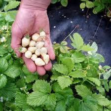 Semi di 100 semi di fragola bianchi naturali biologici Hobby giardino semi di fragola