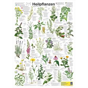 Póster de Plantas Medicinales Alemanas DIN A1 para Ciencias Médicas - Product Image 3