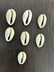 Conchas de cauri cortadas a medida en tamaños personalizados para diseñadores de joyas y tiendas de cuentas por 44 $ por Kg. - Product Image 3