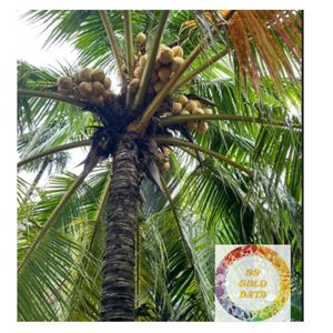 PREMIUM FRAIS DIAMANT FORME JEUNE NOIX DE COCO DE BEN TRE EAU DOUCE NATURELLE ET PRÊT À BOIRE EXPORT - Product Image 3