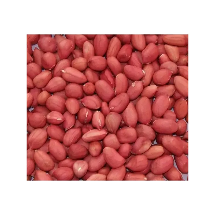 땅콩 원시 쉘 고품질 땅콩 말린 이집트 최고 판매 땅콩 도매 대량 새로운 작물