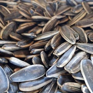 เมล็ดทานตะวันซื้อเมล็ดทานตะวัน (Helianthus) ซื้อเมล็ดทานตะวันที่ดีที่สุดออนไลน์ - Product Image 3