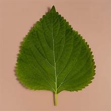 ผงใบเพอริลบริสุทธิ์จากเวียดนามส่วนผสมสมุนไพรธรรมชาติสำหรับการสนับสนุนภูมิคุ้มกันและล้างพิษ - Product Image 3