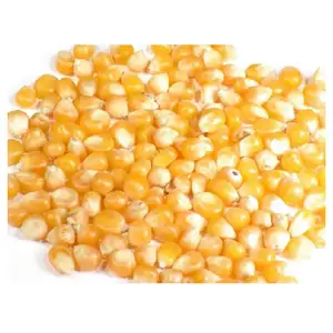 Semi gialli popcorn mais non ogm migliori noccioli di popcorn popping corn semi di mais crudo prodotto biologico essiccato mais