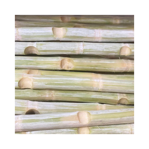 High Quality Frozen Sugarcane Stick for Business Best Choice for Frozen Vegetables - Product Image 1