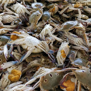 Mayorista Frozen 3 Spot Crab Bulk Exportación Grado Mejor Calidad Proveedor de mariscos y fabricante global - Product Image 6