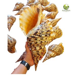 Concha de Trompeta Triton Pulida Natural, Grande, Temática de Animales Marinos, Recolección Artesanal, Espécimen Decorativo, Colección de Artesanía de Vietnam - Product Image 5
