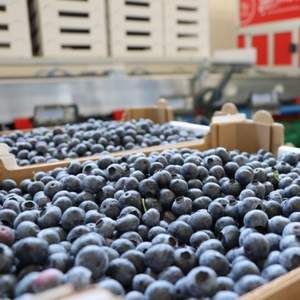 Fruits de myrtille frais naturels - Qualité supérieure - Approvisionnement en vrac - Product Image 6