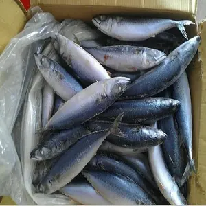Penjualan Grosir Ikan Makarel Beku Ikan Makerel Pasokan Laut