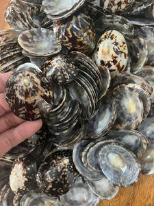 Coquille de limpet pour accessoires de décoration faits à la main et projets créatifs Article populaire pour les marchés d'exportation Décoration intérieure Décoration de la maison - Product Image 6