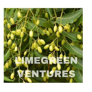 High Quality Neem Seeds Azadirachta Indica Oil Extraction Bulk Supply <b>Pest</b> <b>Control</b> Exporter 12 Months Shelf Life Limegreen - Product Image 5
