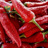 Piment rouge/vert surgelé LQF de haute qualité, piment fort, première qualité, prêt à l'emploi, du Vietnam, herbes et épices simples