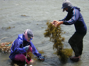 Musgo Marino Fresco - Product Image 6