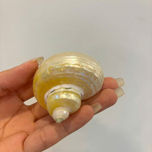 Matériau océanique décoratif coquillage du Vietnam adapté à l'emballage de souvenirs artisanaux et de projets de bijoux - Product Image 5