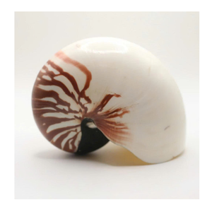 Display Nautilus Shell suministrado por Vietnam Factory 99 Gold Data para el arte del hogar y decoraciones inspiradas en el mar - Product Image 2