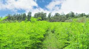 Polvo de Moringa 100% Etiquetado privado auténtico y original y fabricante OEM Labtested GMO y certificado NONGMO - Product Image 2