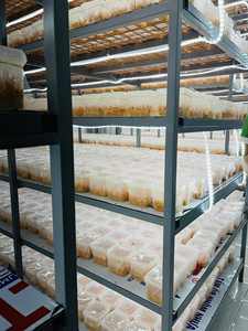 Cordyceps militar directo de fábrica liofilizado con servicio OEM/ODM/Lirio - Product Image 4