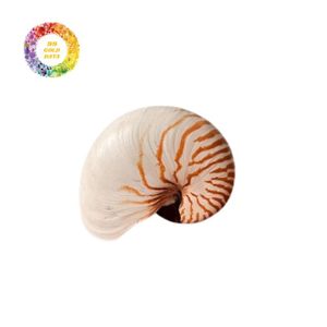 Carcasa Nautilus de cámara Premium para hacer joyas o proyectos de decoración Conchas de calidad natural de un proveedor de confianza - Product Image 1