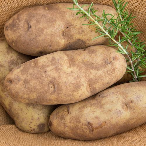 Чистый матовый и промытый картофель свежий стиль