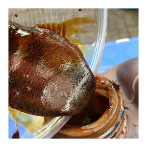 Mélasses liquides de qualité exportatrice du Vietnam-Additif alimentaire à base de canne à sucre en bouteille pour la croissance et l'énergie animales - Product Image 5