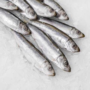 Sardines entières fraîches congelées de qualité supérieure, faibles en gras, grade A, 70 pièces, poisson appât, carton de 10 kg, disponible dès maintenant en stock - Product Image 4