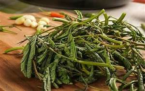 ใบมิโมซ่าแช่แข็งแบบพรีเมี่ยมผักทั้งใบเพื่อเพิ่มภูมิคุ้มกันและความมีชีวิตชีวา - Product Image 4