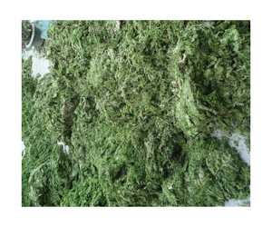 ผงสาหร่ายสีเขียวสกัดสาหร่ายสีเขียวจากเวียดนามสั่งซื้อจำนวนมากผู้ผลิตที่เชื่อถือได้ผงสาหร่ายสีเขียวเกรดส่งออก - Product Image 4