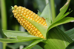 อาหารสัตว์เลี้ยงสีเหลืองแห้งแบบ100% พรีเมี่ยม - Product Image 2