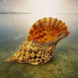 Cautivadoras cuentas de cauri: colección de conchas marinas de alta calidad de Vietnam - Product Image 3