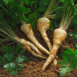 เมล็ดผักชีฝรั่งผักต้นน้ำตาลขนาด5กรัมใช้ในสวน - Product Image 6