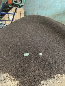 Pimienta Negra de Vietnam, 500, 550, 570gl, 5mm, tasa de Vietnam, 2023, cultivo de pimienta King, especias - Product Image 3