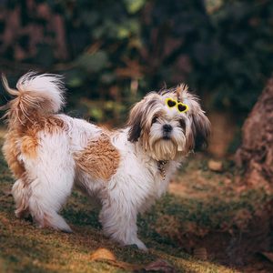 Fabricant <span class=keywords><strong>pas</strong></span> <span class=keywords><strong>cher</strong></span> coeur lunettes de soleil <span class=keywords><strong>chien</strong></span> cheveux accessoires mignon chiot pinces à cheveux - Product Image 2