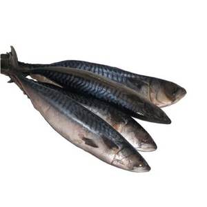 Congelador Comercial Tipo Cámara Frigorífica para Pescado Fresco (Atún, Caballa) en Venta - Product Image 4