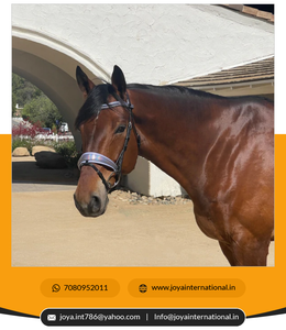 Bridas de doma suave con acabado hermoso Brida de snaffle de brezo de primera edición de alta calidad directamente del fabricante - Product Image 3