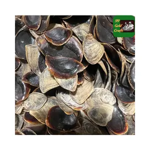 Dried Murex Lambis Operculum For Making Perfume/Mother Of Pearl Abalone/Large Medium Size Triton Conch Seashells Seashell Basket