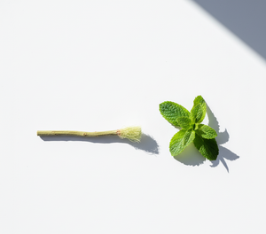 EarthPure Bâton de dents en bois à base de plantes Blanchiment biologique Santé des gencives Hygiène dentaire écologique Nettoyage de l'haleine fraîche Miswak - Product Image 4