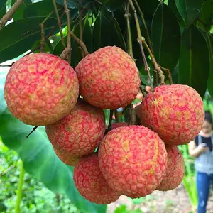Vers Fruit Groothandel Natuurlijke Smaak Klaar Voor Levering Op Maat Merk Lychee Zoete Tase Oorsprong Vietnam