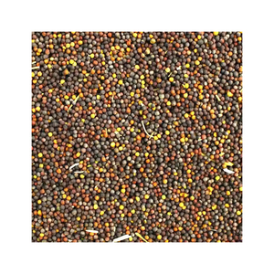 Graines de canola disponibles à la vente en vrac pour l'extraction d'huile et les industries de l'alimentation animale - Product Image 2