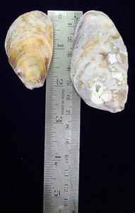 หอยมุกหลากสีสำหรับขายและใช้มือจับทำจากเปลือกหอยมุกหลายสีขัดเงาจากธรรมชาติออกแบบได้ตามต้องการ - Product Image 3